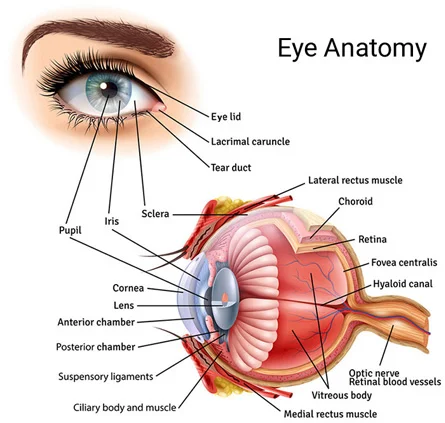 Eye Anatomy