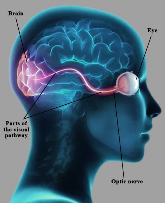 Neuro Ophthalmology